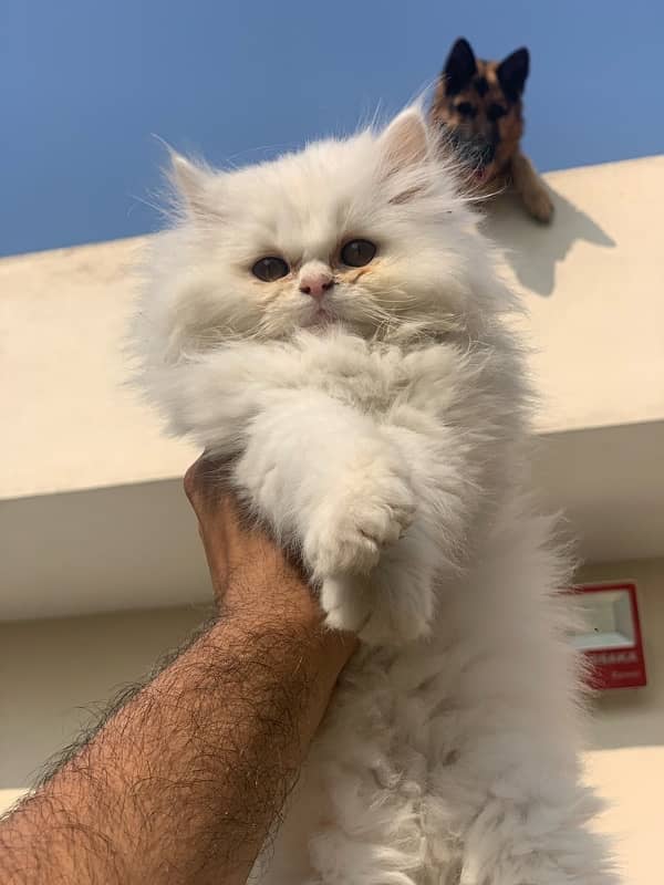 Persian Kitten Pair Punch Face Tripple Coat 5