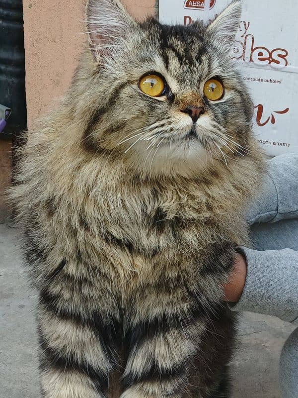 Persian male cat for sale 1