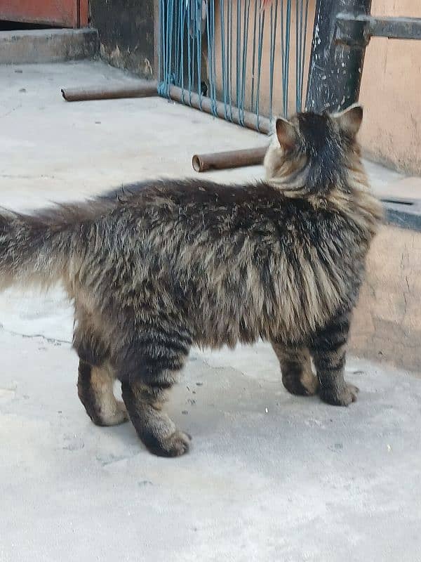 Persian male cat for sale 2