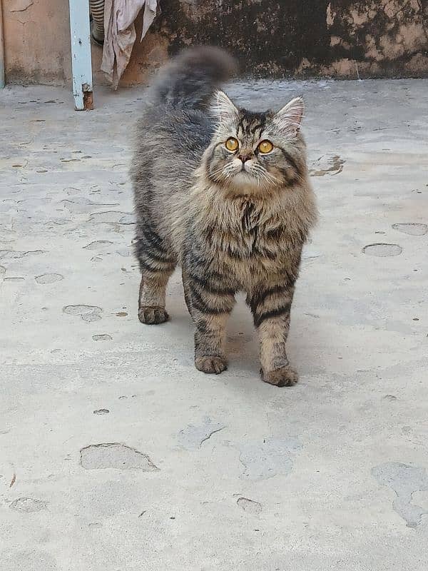 Persian male cat for sale 3