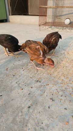 Aseel thai, sindhi, mianwali chicks