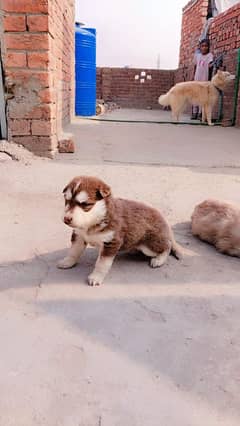 Siberian husky male female  puppies available for sale