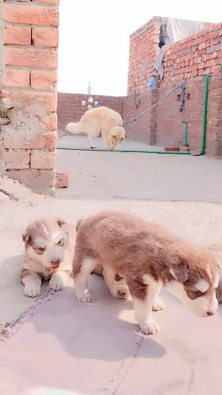 Siberian husky male female  puppies available for sale 6