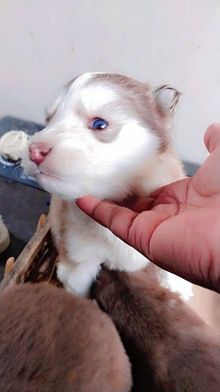 Siberian husky male female  puppies available for sale 7