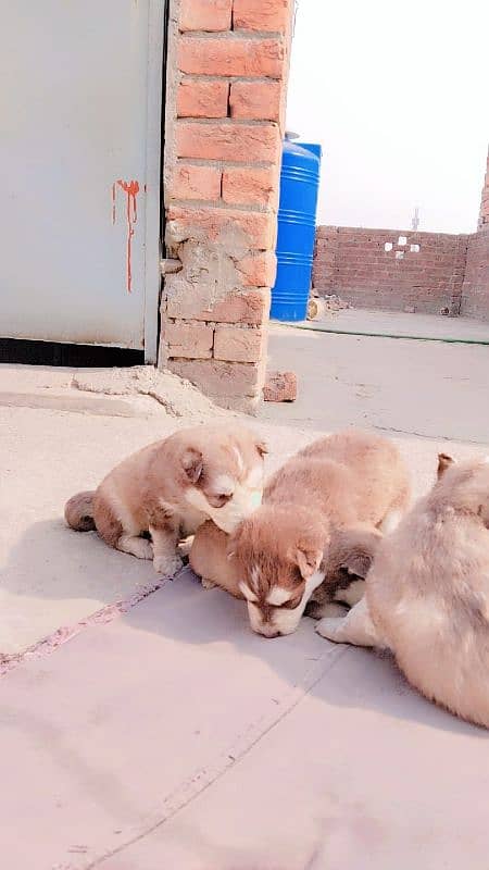 Siberian husky male female  puppies available for sale 8