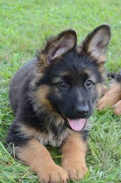 German shepherd puppies Double Coat My Whatsapp number 03479384891