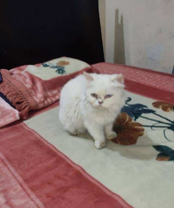 playful Persian triple coated cat 0