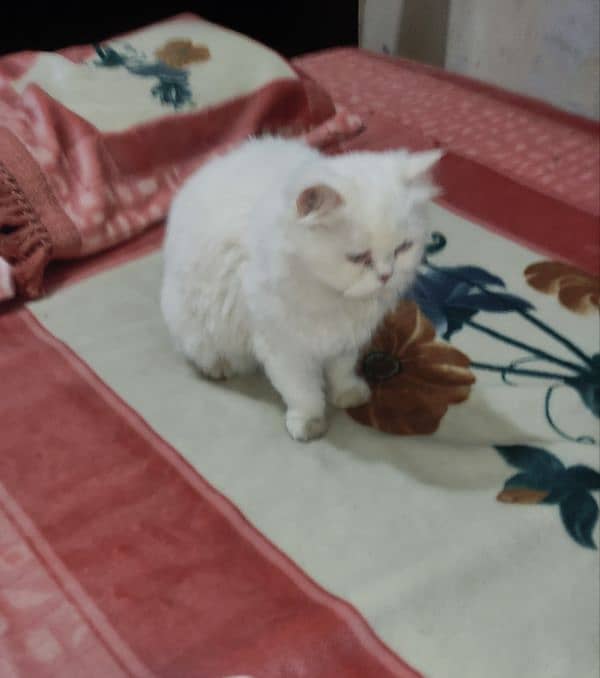 playful Persian triple coated cat 1