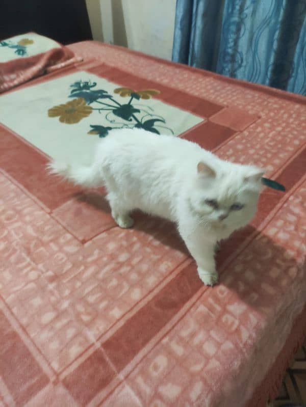 playful Persian triple coated cat 2