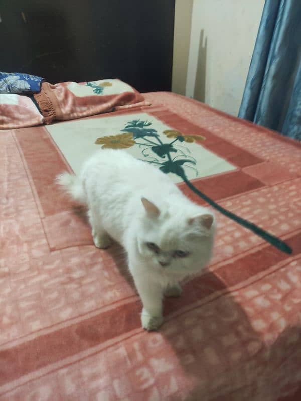 playful Persian triple coated cat 3