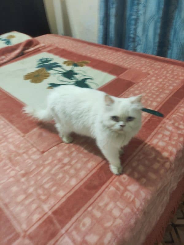 playful Persian triple coated cat 4