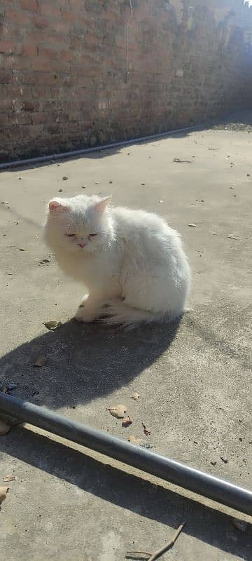 playful Persian triple coated cat 5