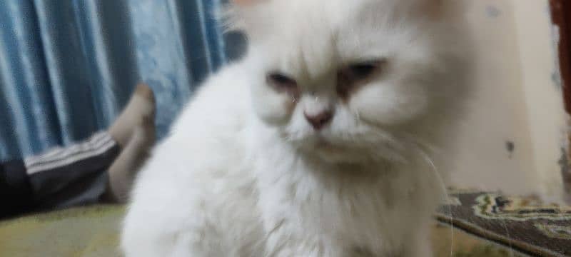 playful Persian triple coated cat 6