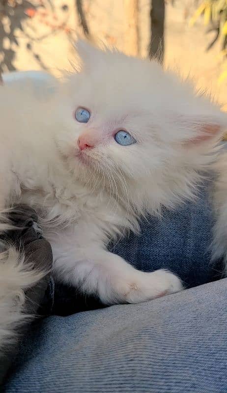 beautiful Persian kittens heavy Triple coated 0