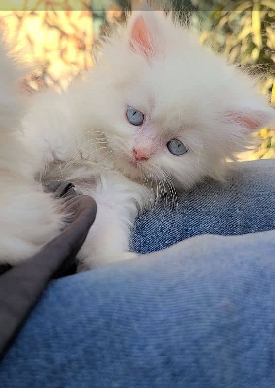 beautiful Persian kittens heavy Triple coated 1