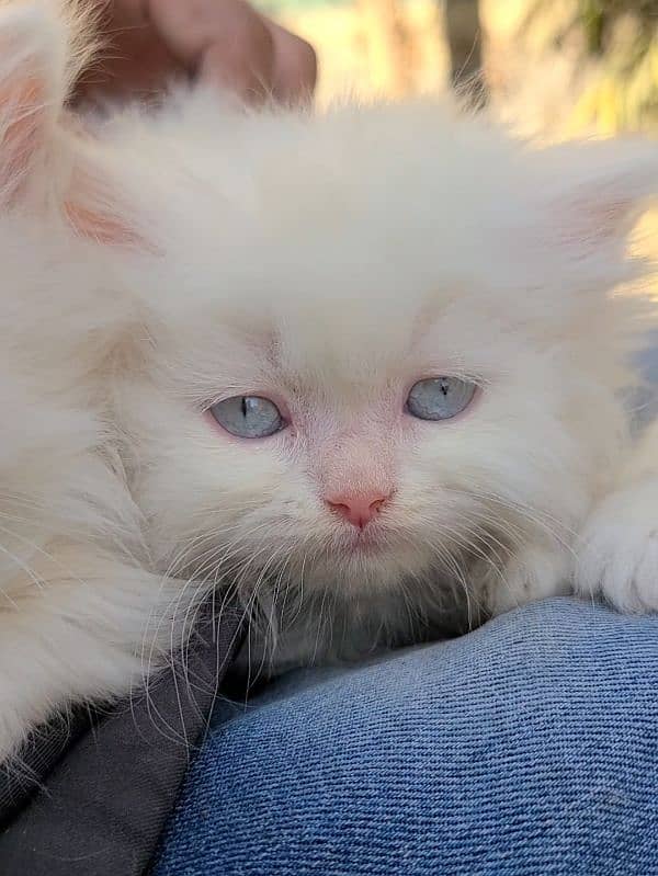 beautiful Persian kittens heavy Triple coated 3