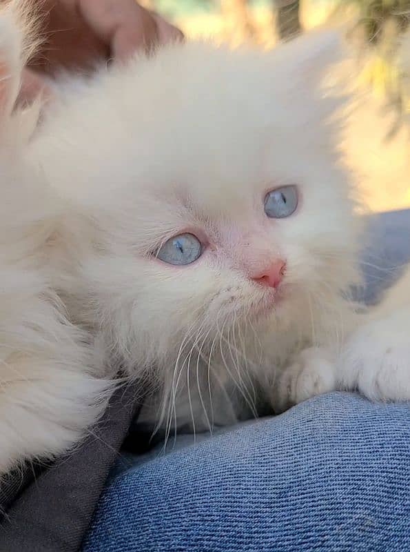 beautiful Persian kittens heavy Triple coated 4