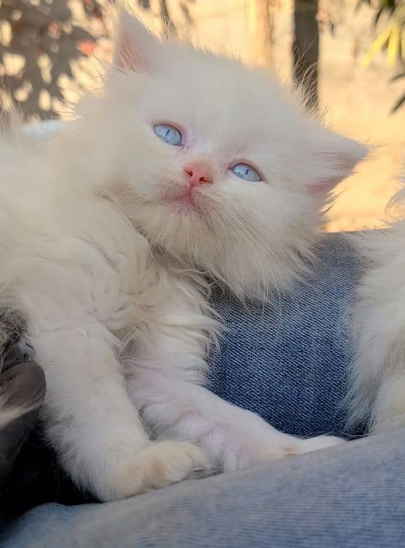 beautiful Persian kittens heavy Triple coated 5