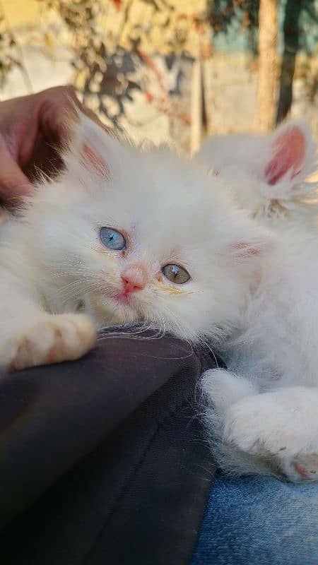 beautiful Persian kittens heavy Triple coated 6