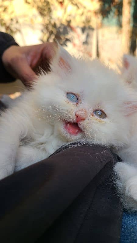 beautiful Persian kittens heavy Triple coated 7