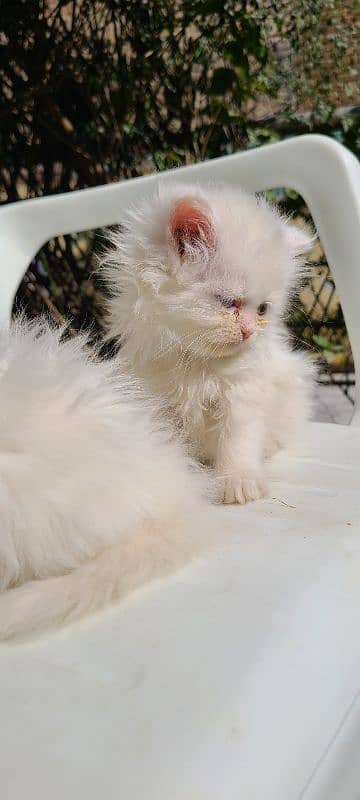 beautiful Persian kittens heavy Triple coated 8