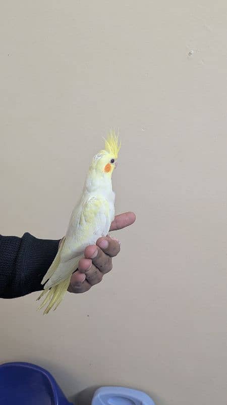 Beautiful Cocktail chicks 1.5 months | Healthy and Active 0