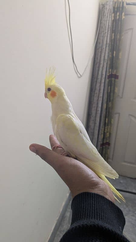 Beautiful Cocktail chicks 1.5 months | Healthy and Active 1