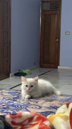 white persian kitten