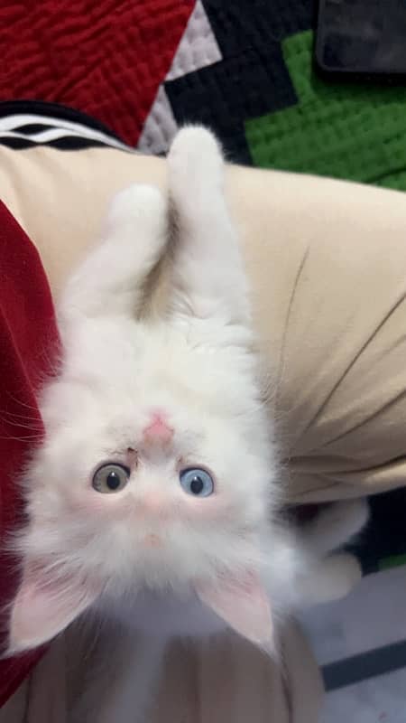 white persian kitten 1