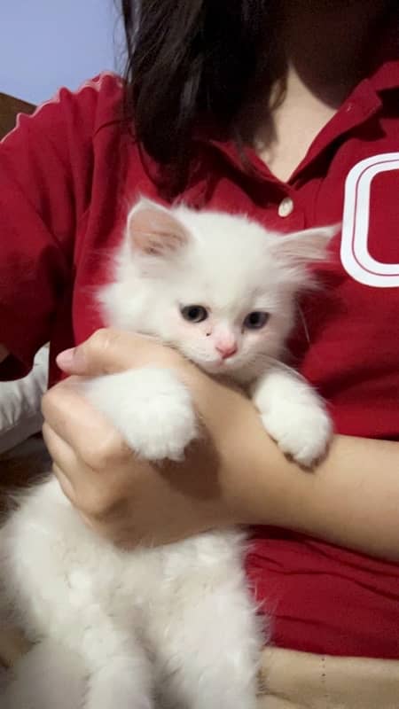 white persian kitten 2