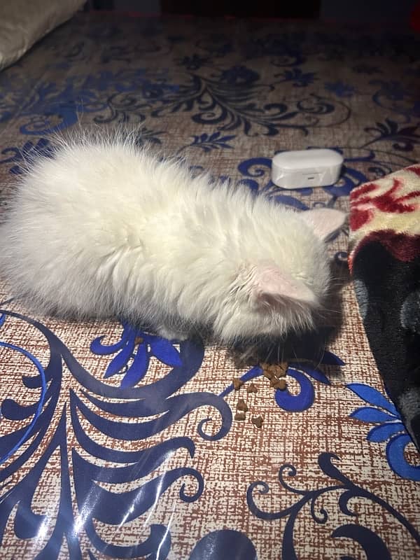 white persian kitten 3