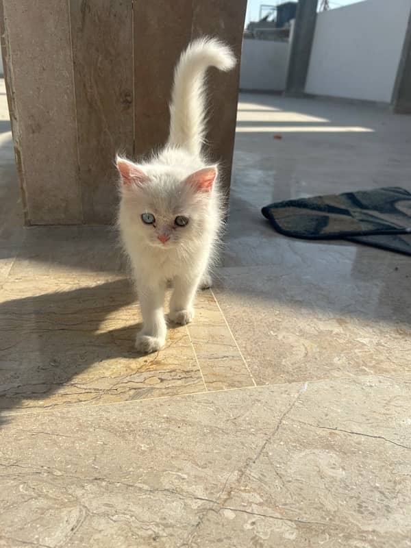 white persian kitten 4