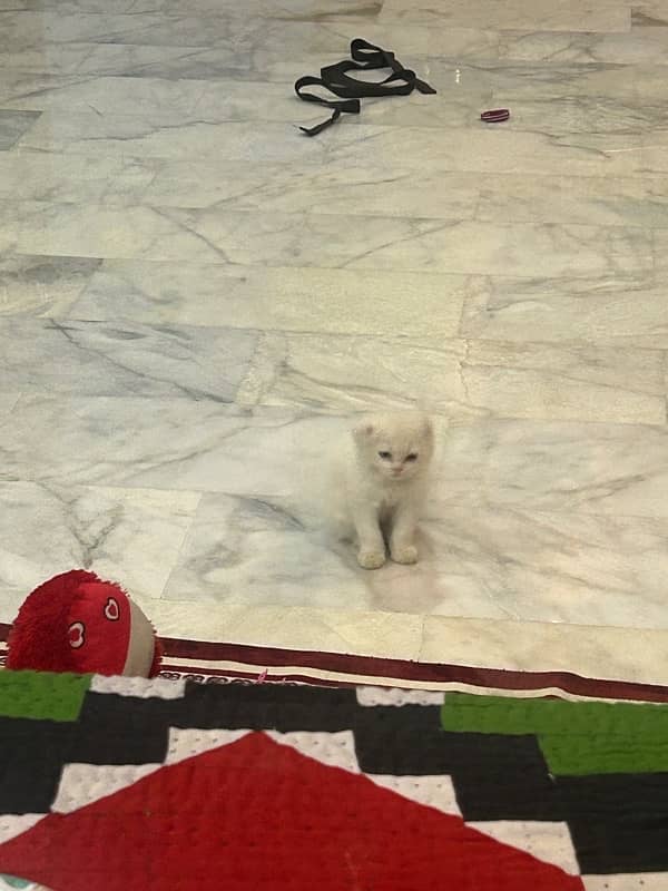 white persian kitten 6