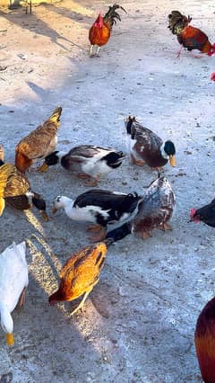 Ducks for sale