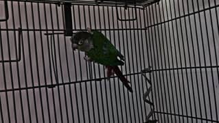 Green cheek red factor breeder male