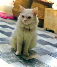 persian cat for sale golden eyes triple coat breeded