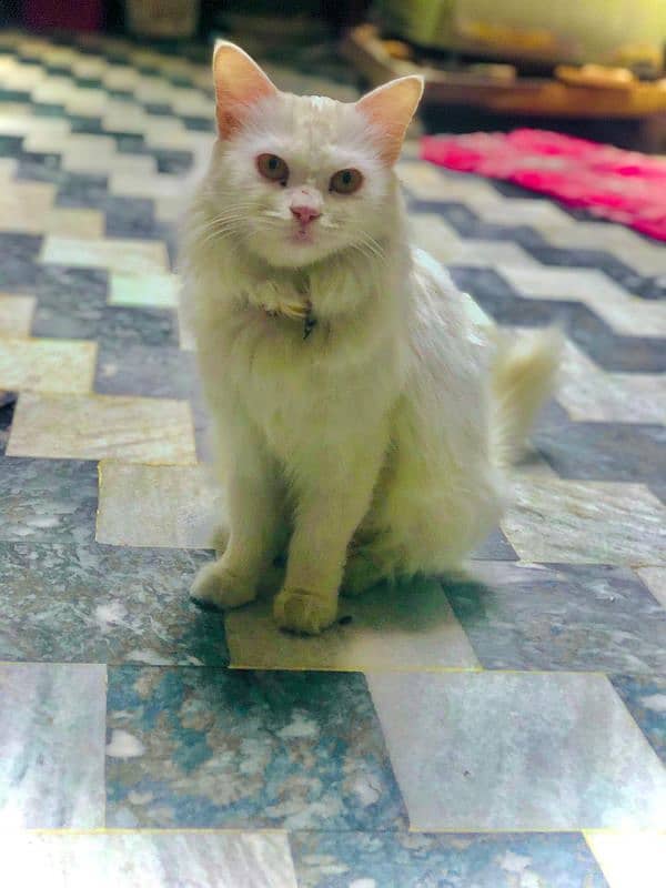 persian cat for sale golden eyes triple coat breeded 1