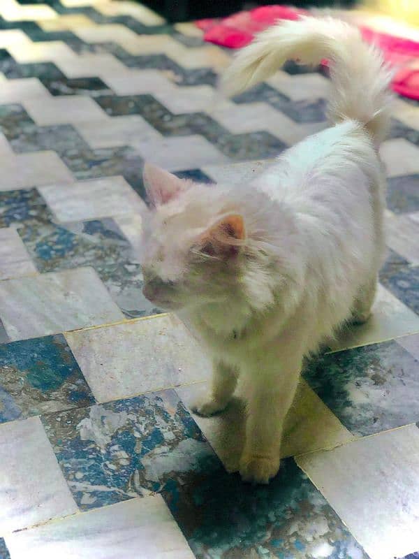 persian cat for sale golden eyes triple coat breeded 2