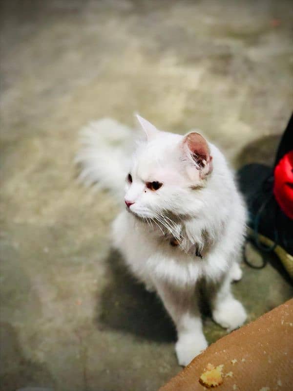 persian cat for sale golden eyes triple coat breeded 3