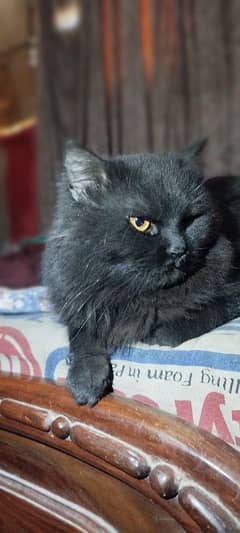 Black Persian male