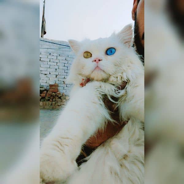 odd eyes Persian cat male 0