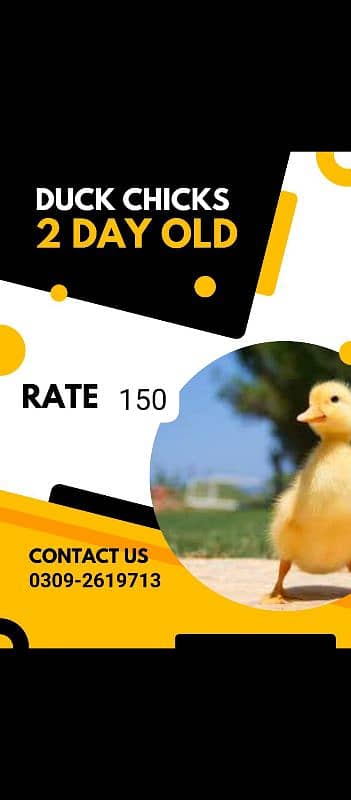 Duck chicks available 0