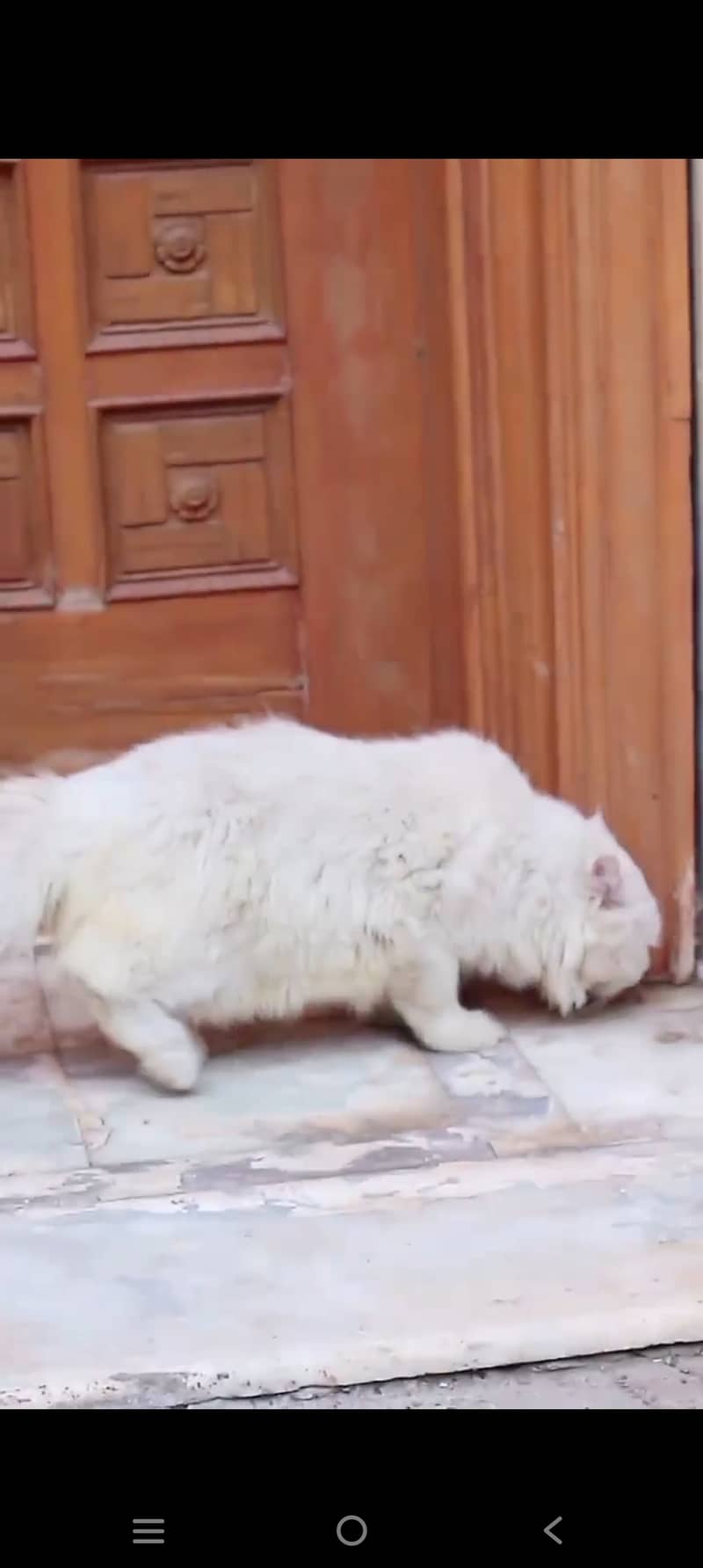 Pure Persian Male Cat 0