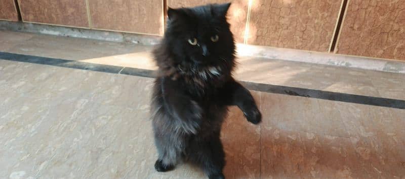 11 month old Brothers Persian males Cat. 1