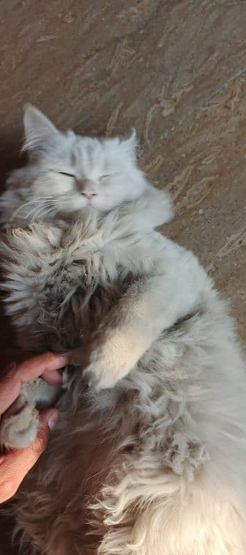 11 month old Brothers Persian males Cat. 5