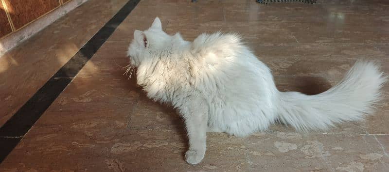 11 month old Brothers Persian males Cat. 6