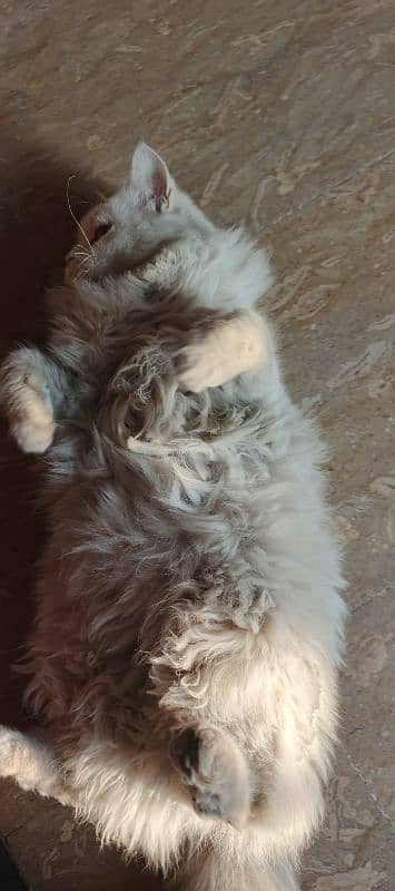 11 month old Brothers Persian males Cat. 7