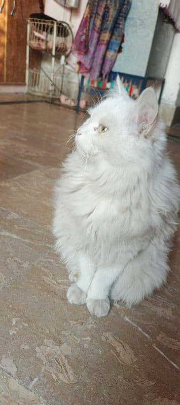 11 month old Brothers Persian males Cat. 9