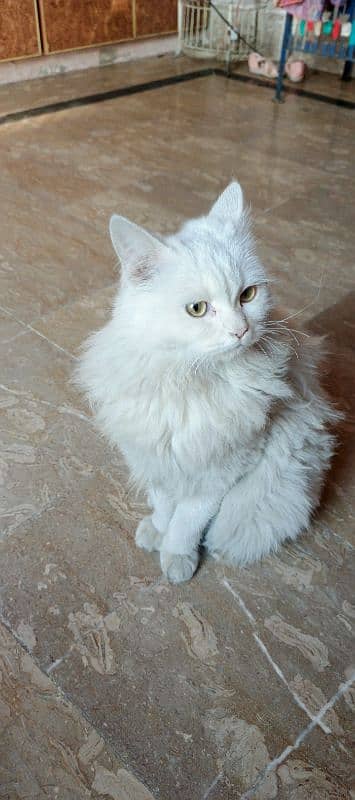 11 month old Brothers Persian males Cat. 10