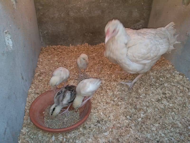 White Heera Chicks 0